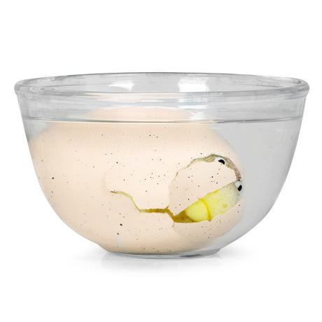 DINOSAUR GIANT EGG